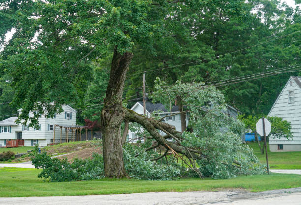 Best Stump Grinding and Removal  in Lauderhill, FL